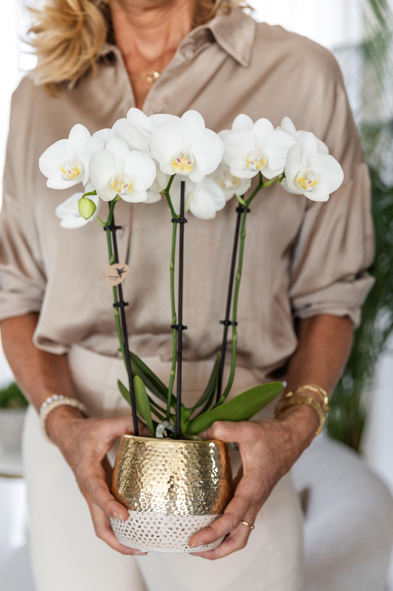 witte Phalaenopsis orchidee – Amabilis + Elite pot gold – potmaat Ø9cm – 40cm hoog | bloeiende kamerplant in bloempot - vers van de kweker