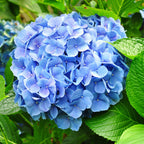 Hydrangea macrophylla Blauw - Hortensia - Winterhard - Blauw - 3 Planten - Pot 12cm - Hoogte Hoogte 20-30cm