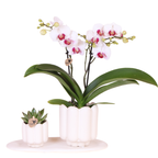 Giftset Retro White | Witte Gibraltar orchidee Ø9cm + groene plant Ø6cm – incl. sierpotten & wit dienblad – vers van de kweker