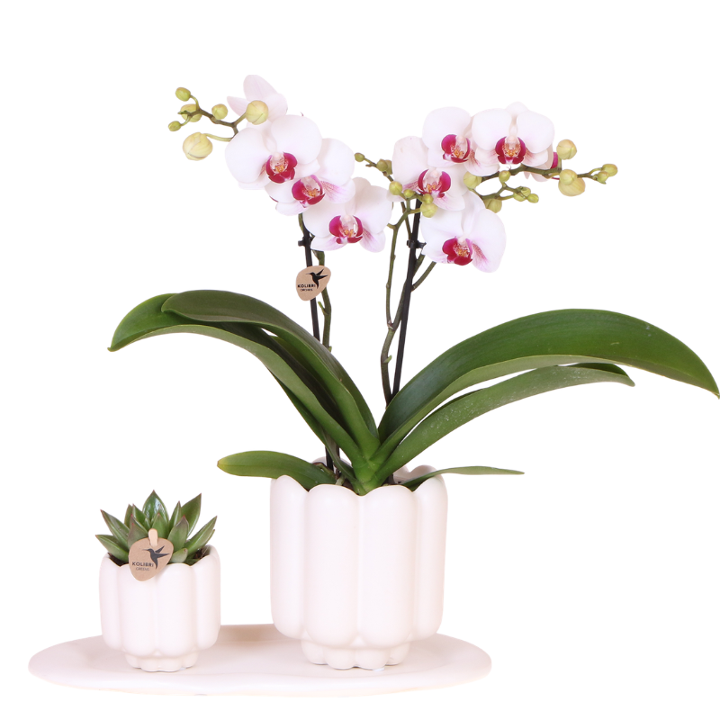 Giftset Retro White | Witte Gibraltar orchidee Ø9cm + groene plant Ø6cm – incl. sierpotten & wit dienblad – vers van de kweker