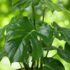 Monstera Deliciosa - Gatenplant - Weinig onderhoud - met mand - Groen - 1 Plant - Pot 21cm - Hoogte 70-80cm