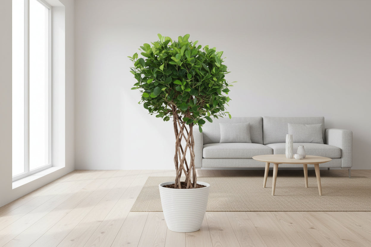 Ficus Moclame gevlochten cilinder - 120 cm