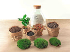 DIY terrarium - Sammie Coffea Red - Ø 22,5 cm ↑ 27 cm - Normal