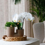 Set van witte orchidee Zürich en Succulent in Tube sierpot Sand - potmaat Ø9cm | bloeiende kamerplant - vers van de kweker