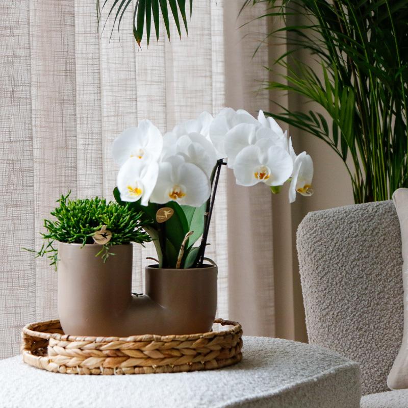 Set van witte orchidee Zürich en Succulent in Tube sierpot Sand - potmaat Ø9cm | bloeiende kamerplant - vers van de kweker