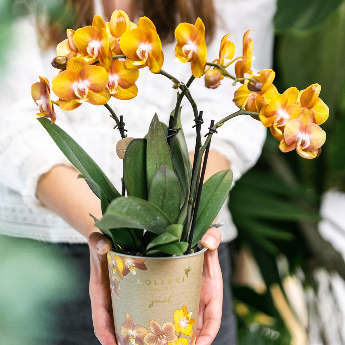 oranje gouden Phalaenopsis orchidee potmaat Ø12cm | Jewel Las Vegas | bloeiende kamerplant - vers van de kweker