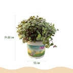 Calissia repens - Kattengras - Huisdiervriendelijk - Groen - 1 Plant - met Potter Wit - Pot 12cm - Hoogte 17-20cm
