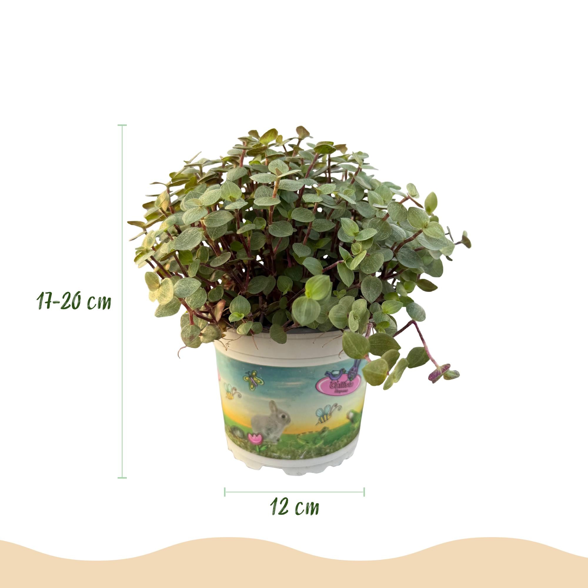 Calissia repens - Kattengras - Huisdiervriendelijk - Groen - 1 Plant - met Potter Wit - Pot 12cm - Hoogte 17-20cm