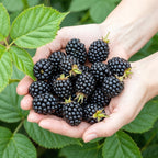 Fruitplanten -3x  Braam - Rubus Black Satin - Winterhard - 3 Planten - Pot 9 cm - Zwarte Braam