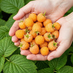 Fruitplanten - 3xFramboos - Rubus idaeus Fallgold - Winterhard - 3 Planten - Pot 9 cm - Gele Framboos
