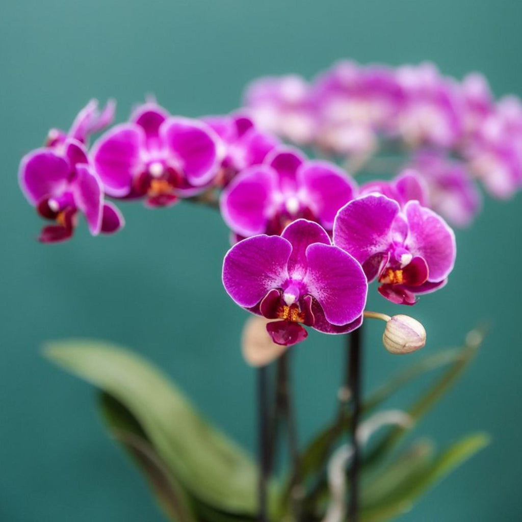 Paarse phalaenopsis orchidee potmaat Ø9cm | Morelia | bloeiende kamerplant - vers van de kweker
