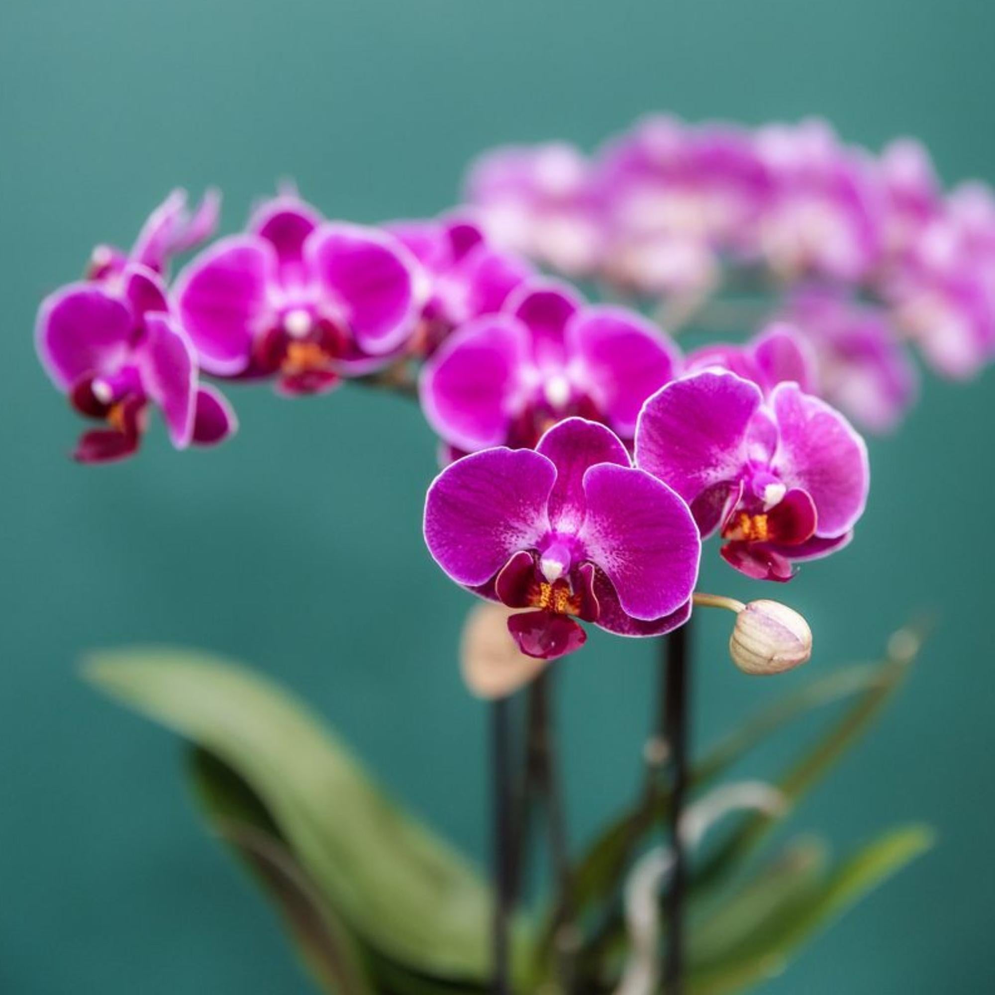 Paarse phalaenopsis orchidee potmaat Ø9cm | Morelia | bloeiende kamerplant - vers van de kweker