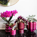 Paarse phalaenopsis orchidee potmaat Ø9cm | Morelia | bloeiende kamerplant - vers van de kweker