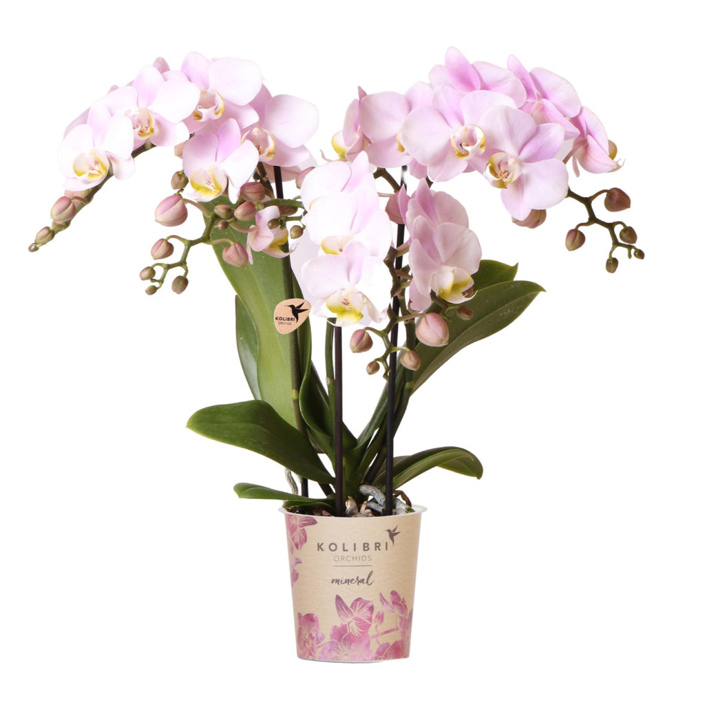 Roze phalaenopsis orchidee - Portugal - potmaat Ø9cm | bloeiende kamerplant - vers van de kweker