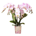 Roze phalaenopsis orchidee - Portugal - potmaat Ø9cm | bloeiende kamerplant - vers van de kweker