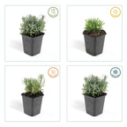 12x Lavandula 'Hidcote' - ↕10-25cm - Ø9cm