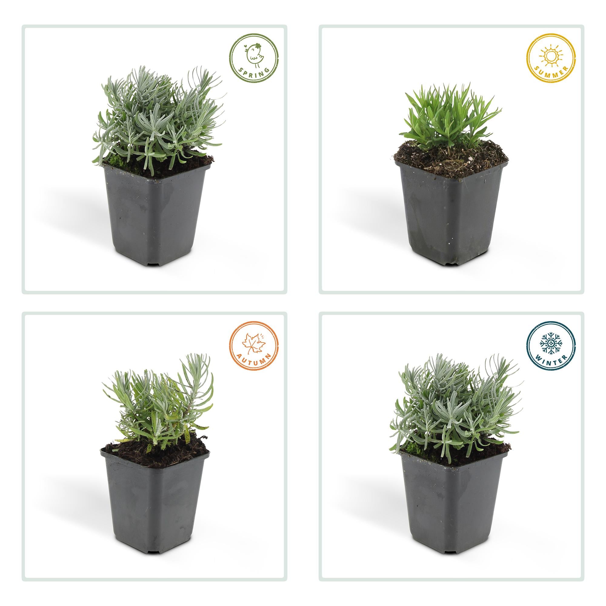 12x Lavandula 'Hidcote' - ↕10-25cm - Ø9cm