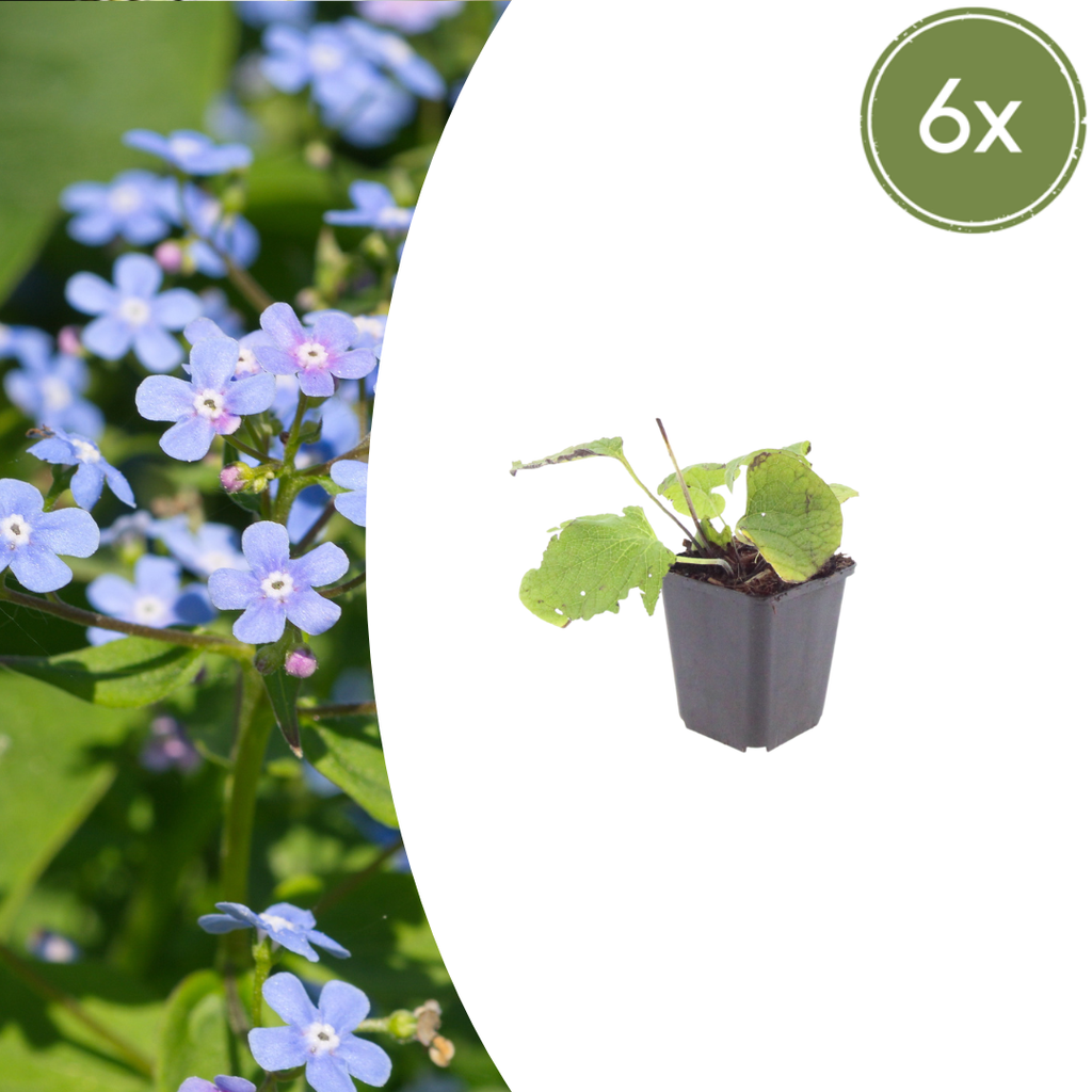 6x Brunnera macrophylla - ↕10-25cm - Ø9cm