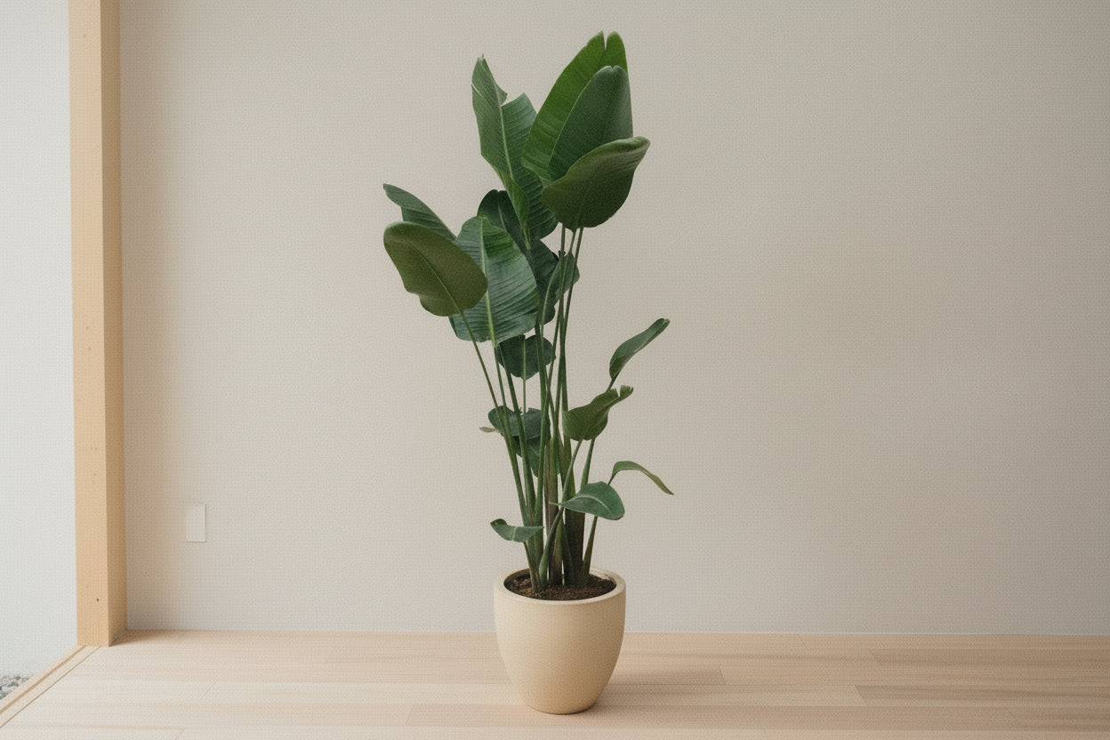 Strelitzia Nicolai XXL - 250 cm - ø50