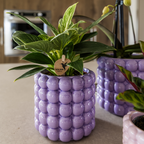 Plantenset Poppy Paars | Witte Lausanne orchidee 12 cm + groene plant 9 cm incl. sierpotten – vers van de kweker