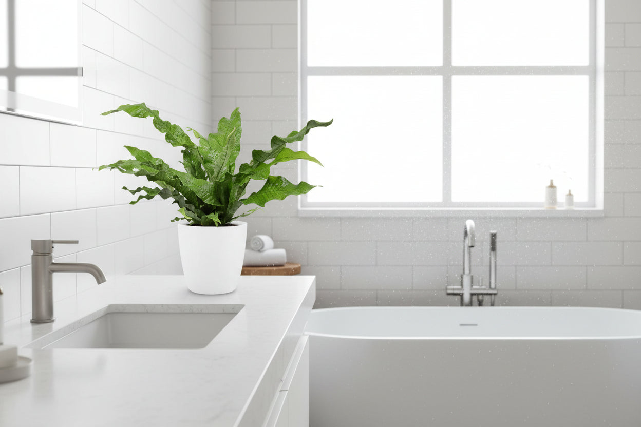 Microsorum Diversifolium - Ø17cm - ↕45cm + Pot Brussels D18x17cm - Wit