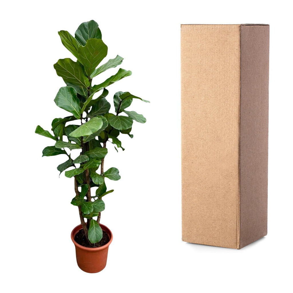 Ficus Lyrata vertakt XXL - 220cm - ø40