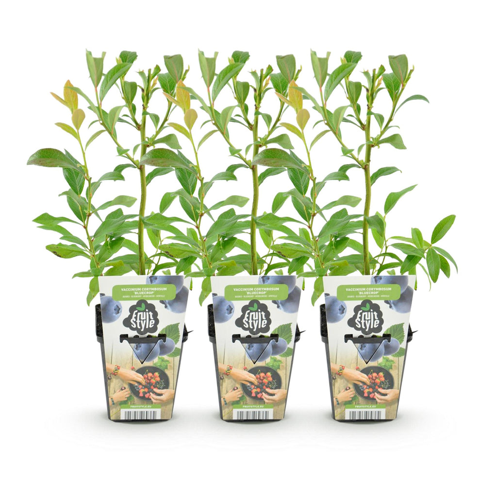 Fruitplanten - Blauwe Bes - Vaccinium corymbossum Bluecrop - Winterhard - 3 Planten - Pot 9 cm - Blauwe Bes