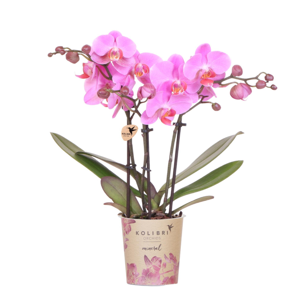 Paars roze phalaenopsis orchidee potmaat Ø9cm | Frederikstad | bloeiende kamerplant - vers van de kweker