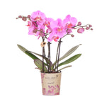 Paars roze phalaenopsis orchidee potmaat Ø9cm | Frederikstad | bloeiende kamerplant - vers van de kweker
