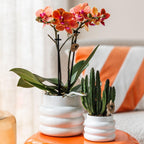 Oranje Phalaenopsis orchidee - Mineral Bolzano + Bubble pot white - potmaat Ø9cm | bloeiende kamerplant - vers van de kweker