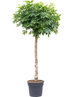 Schefflera op stam - 200cm - ø40
