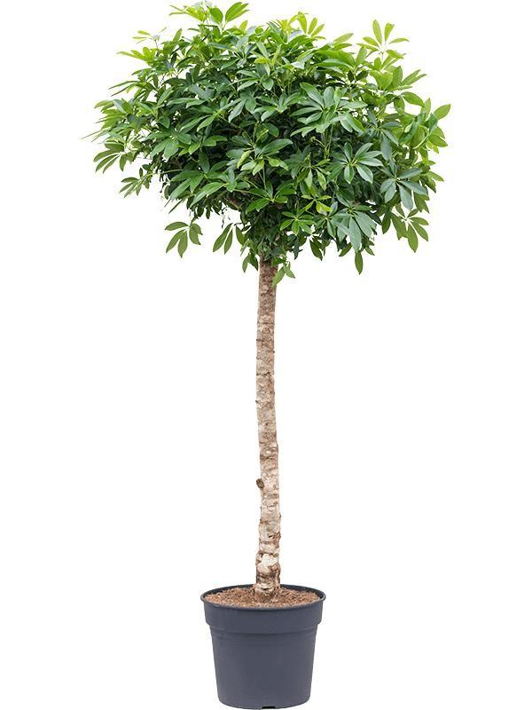 Schefflera op stam - 200cm - ø40