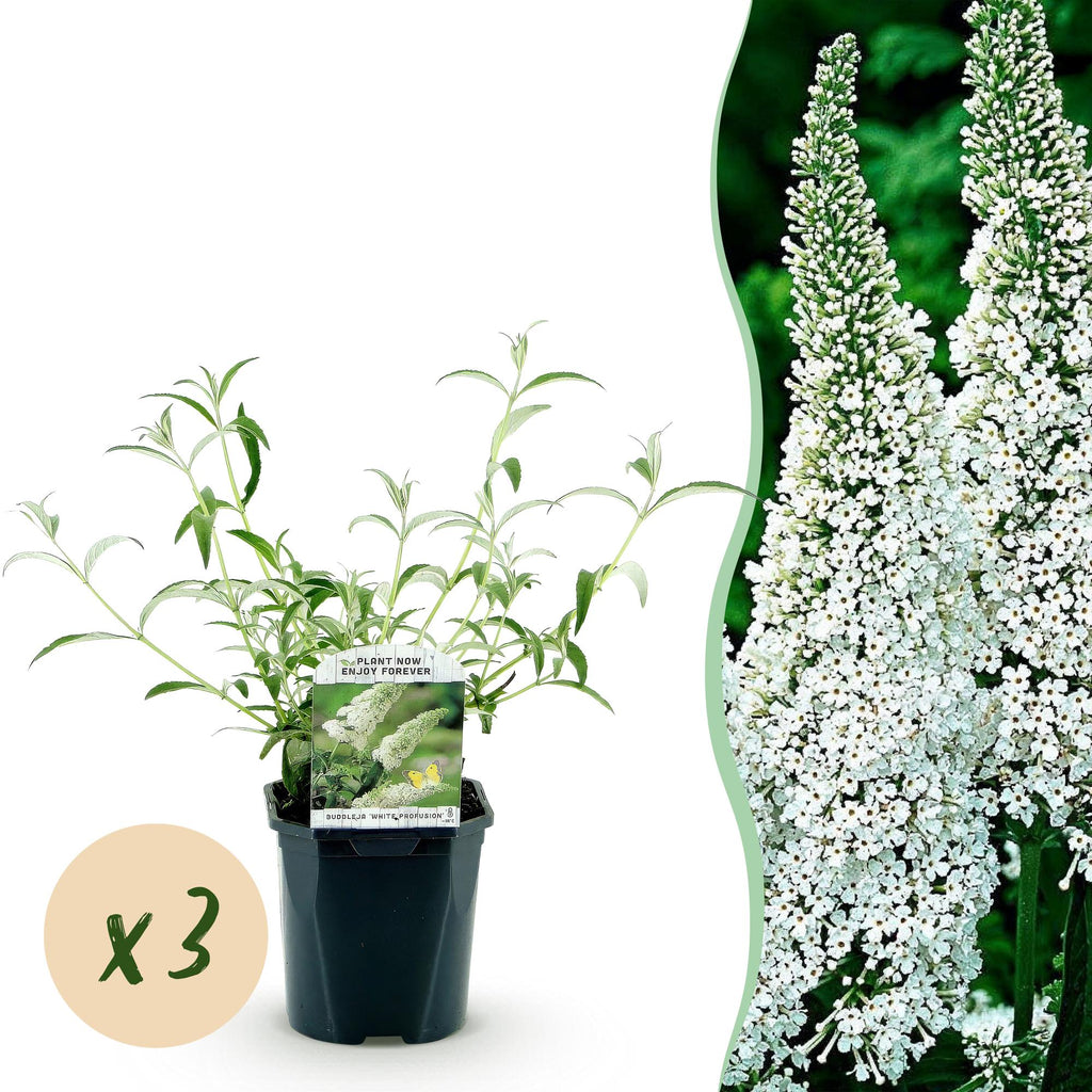 Tuinplant - 3x Buddleja davidii White Profusion - Vlinderstruik - Winterhard - Wit - 3 Planten - Pot 17cm - Hoogte 45cm