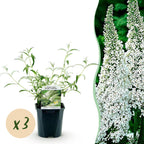 Tuinplant - 3x Buddleja davidii White Profusion - Vlinderstruik - Winterhard - Wit - 3 Planten - Pot 17cm - Hoogte 45cm