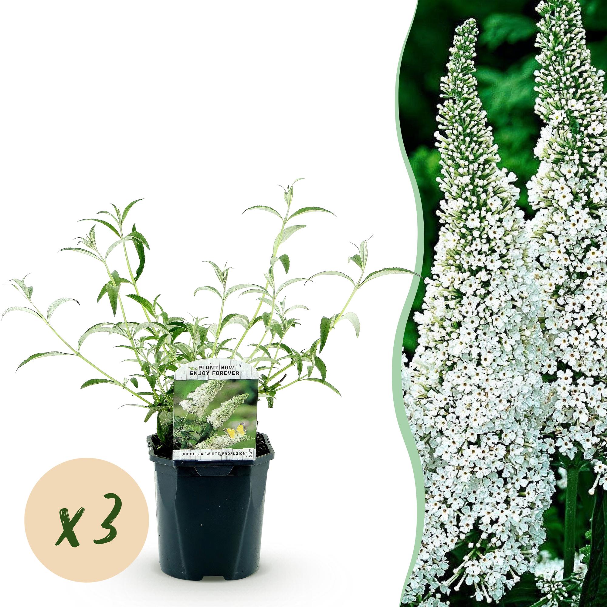 Tuinplant - 3x Buddleja davidii White Profusion - Vlinderstruik - Winterhard - Wit - 3 Planten - Pot 17cm - Hoogte 45cm