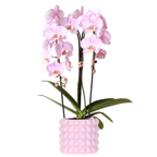 Roze Niagara Falls orchidee + Poppy roze sierpot – potmaat Ø12cm | bloeiende kamerplant – vers van de kweker