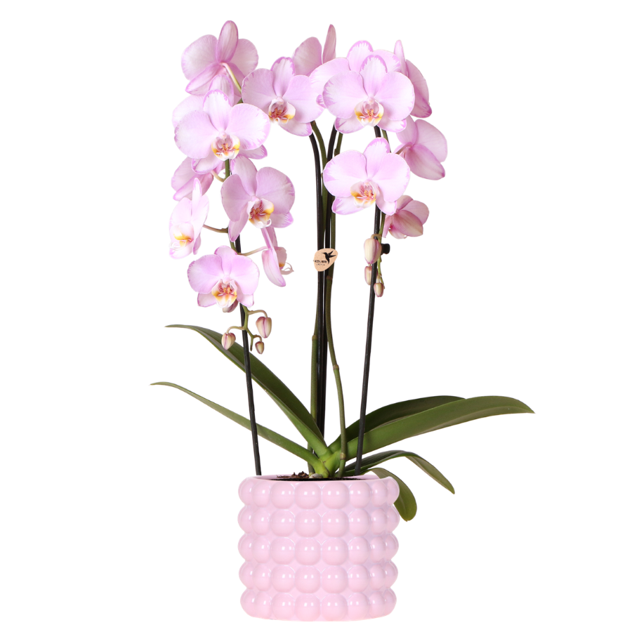 Roze Niagara Falls orchidee + Poppy roze sierpot – potmaat Ø12cm | bloeiende kamerplant – vers van de kweker