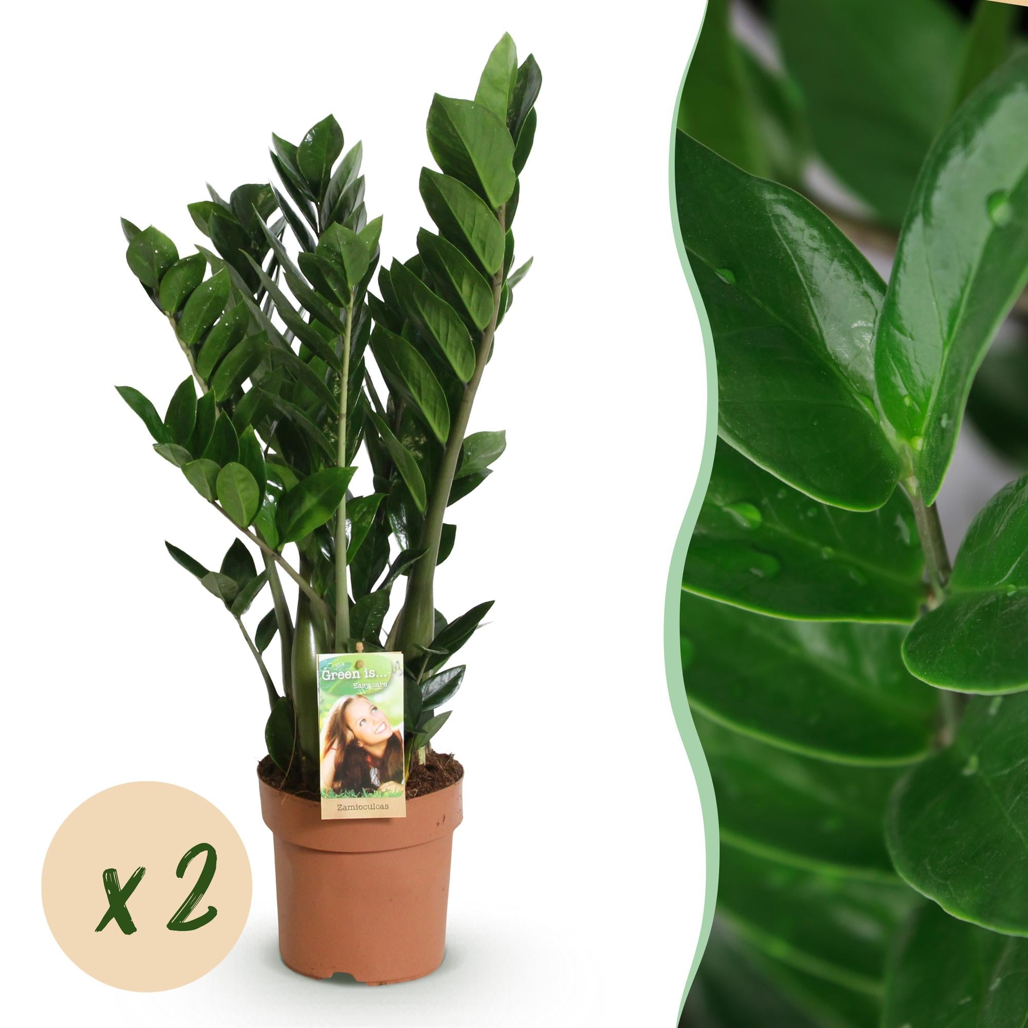 Zamioculcas 2STUKS - ZZ-plant - Weinig onderhoud - Groen - 2 Planten - Pot 17cm - Hoogte 65-75cm