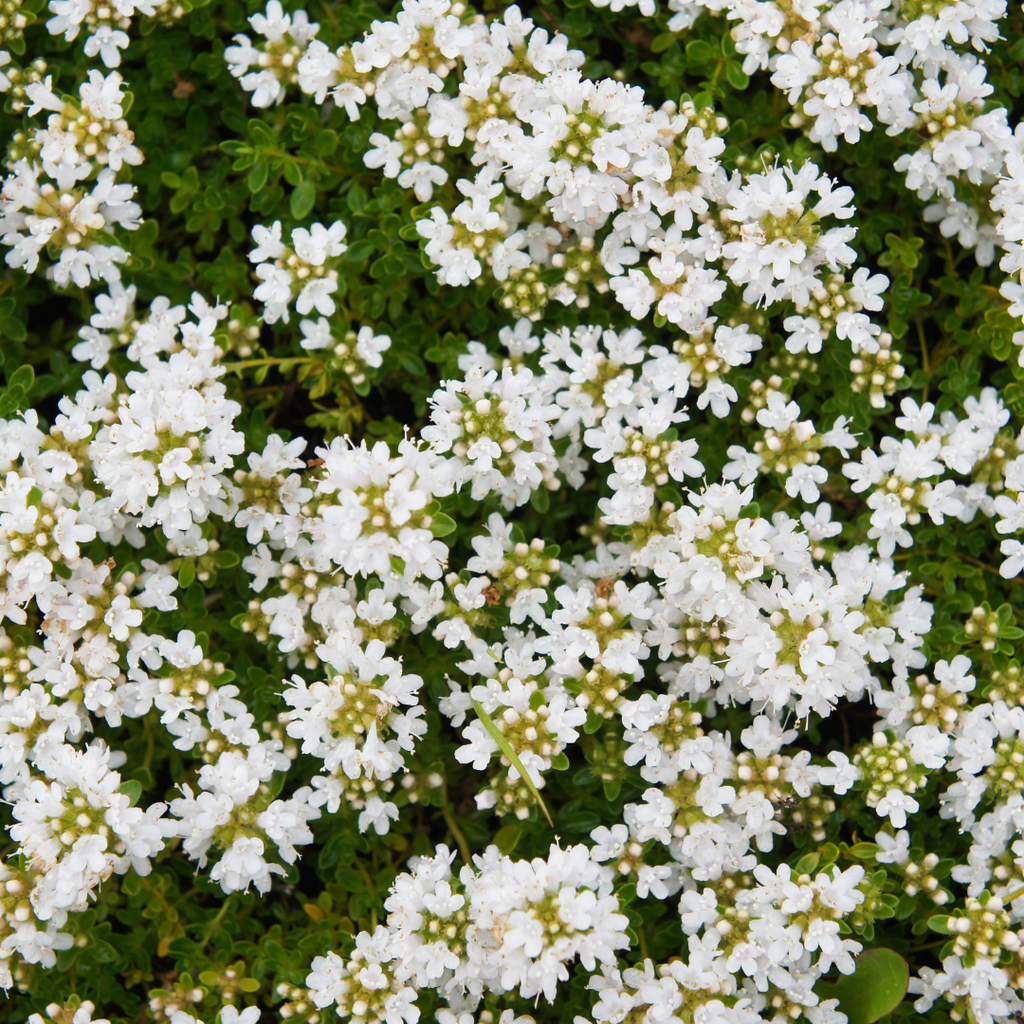 12x Thymus praecox 'Albiflorus' - ↕10-25cm - Ø9cm
