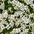 12x Thymus praecox 'Albiflorus' - ↕10-25cm - Ø9cm