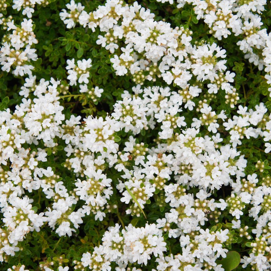 12x Thymus praecox 'Albiflorus' - ↕10-25cm - Ø9cm