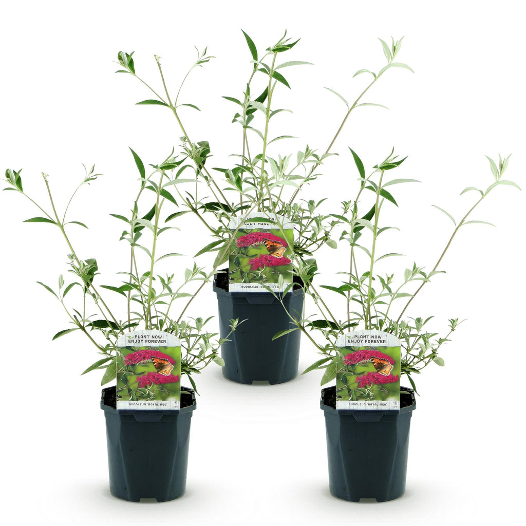 Tuinplant - Buddleja davidii Royal Red - 3 Vlinderstruik - Winterhard - Rood - 3 Planten - Pot 17cm - Hoogte 45cm