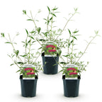 Tuinplant - Buddleja davidii Royal Red - 3 Vlinderstruik - Winterhard - Rood - 3 Planten - Pot 17cm - Hoogte 45cm