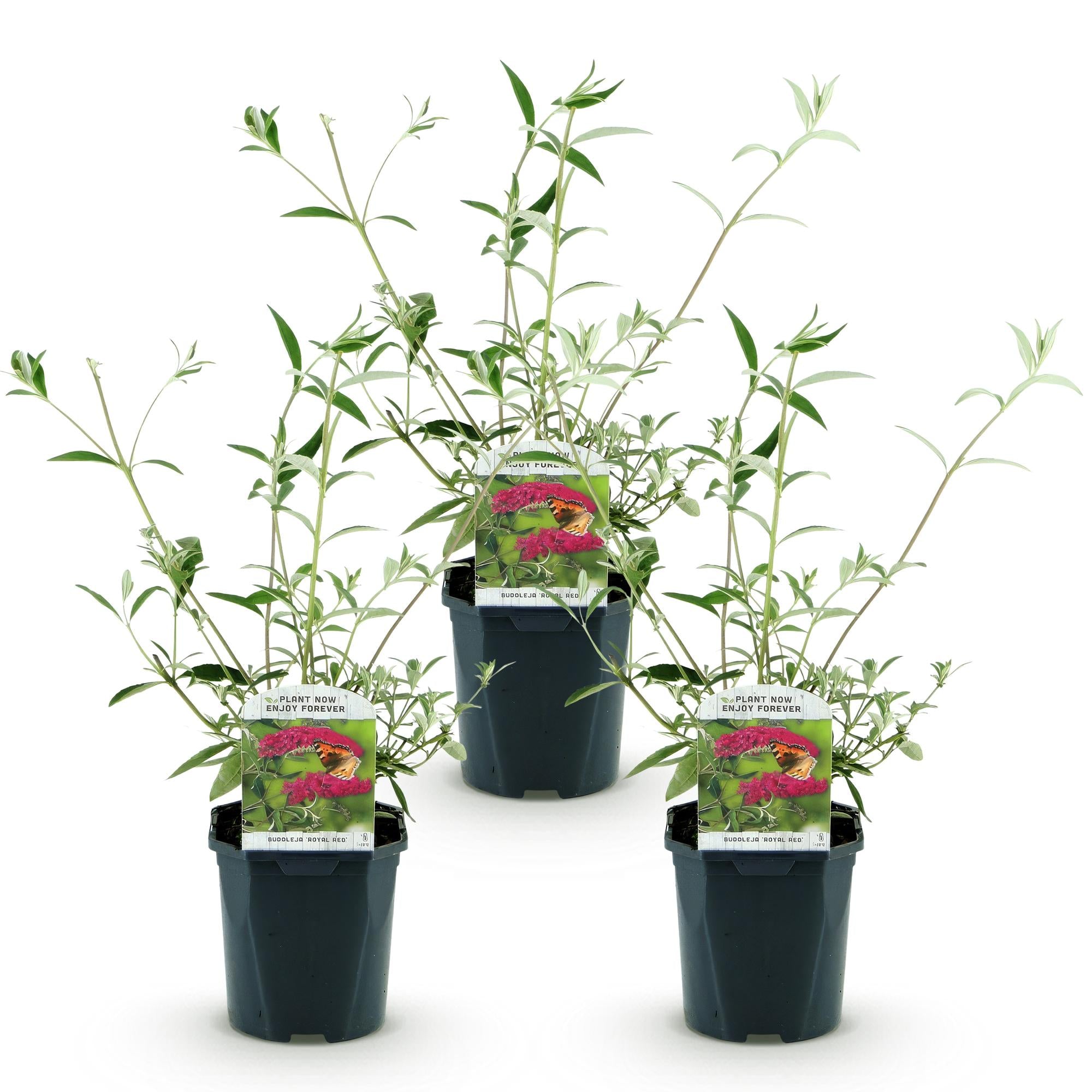 Tuinplant - Buddleja davidii Royal Red - 3 Vlinderstruik - Winterhard - Rood - 3 Planten - Pot 17cm - Hoogte 45cm
