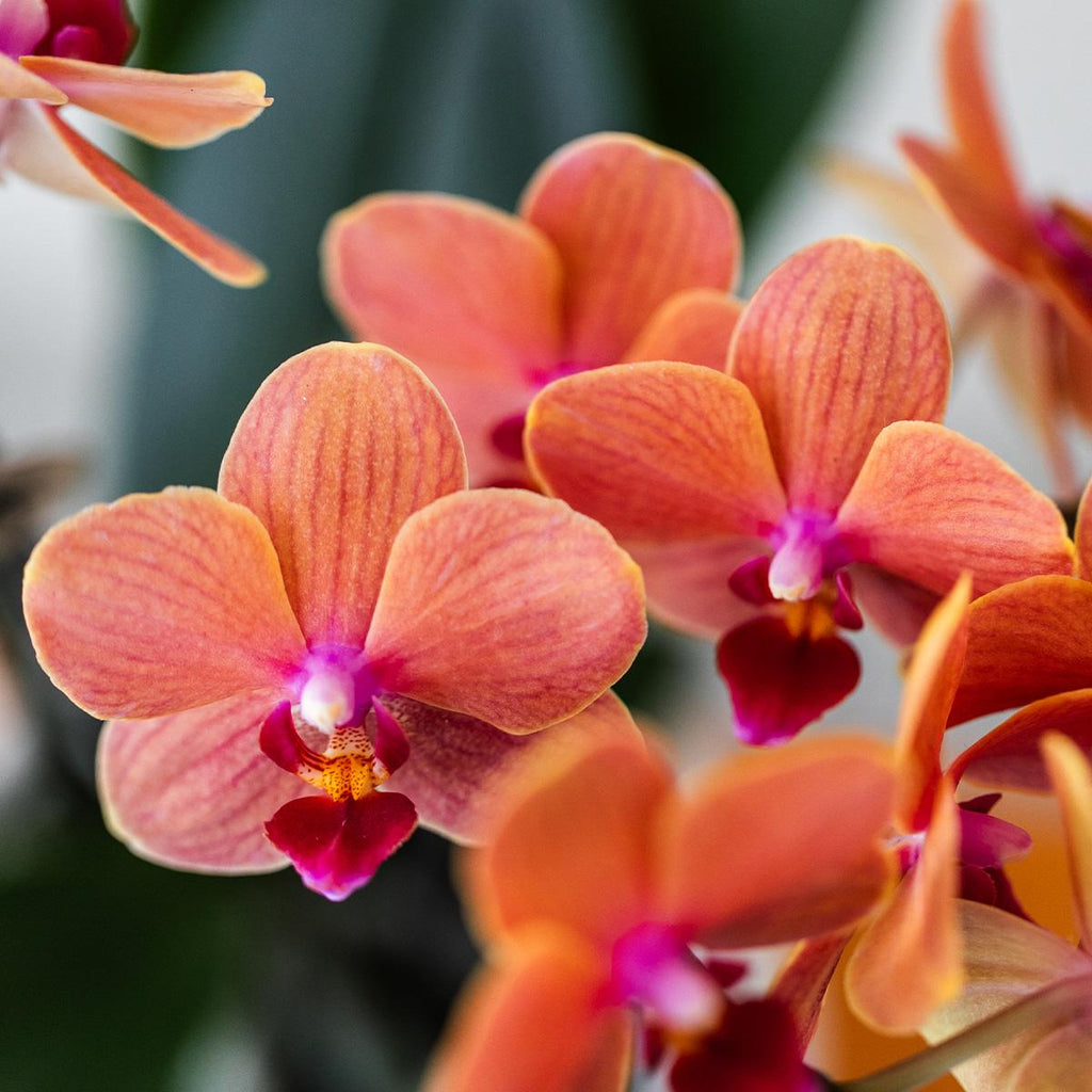 Oranje Phalaenopsis orchidee - Mineral Bolzano + Bubble pot white - potmaat Ø9cm | bloeiende kamerplant - vers van de kweker