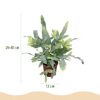 Kamerplant 2 STUKS- Phlebodium aureum Blue Star - Blauwe Varen - Huisdiervriendelijk - Blauw - 2 Planten - Pot 12cm - Hoogte 25-30cm
