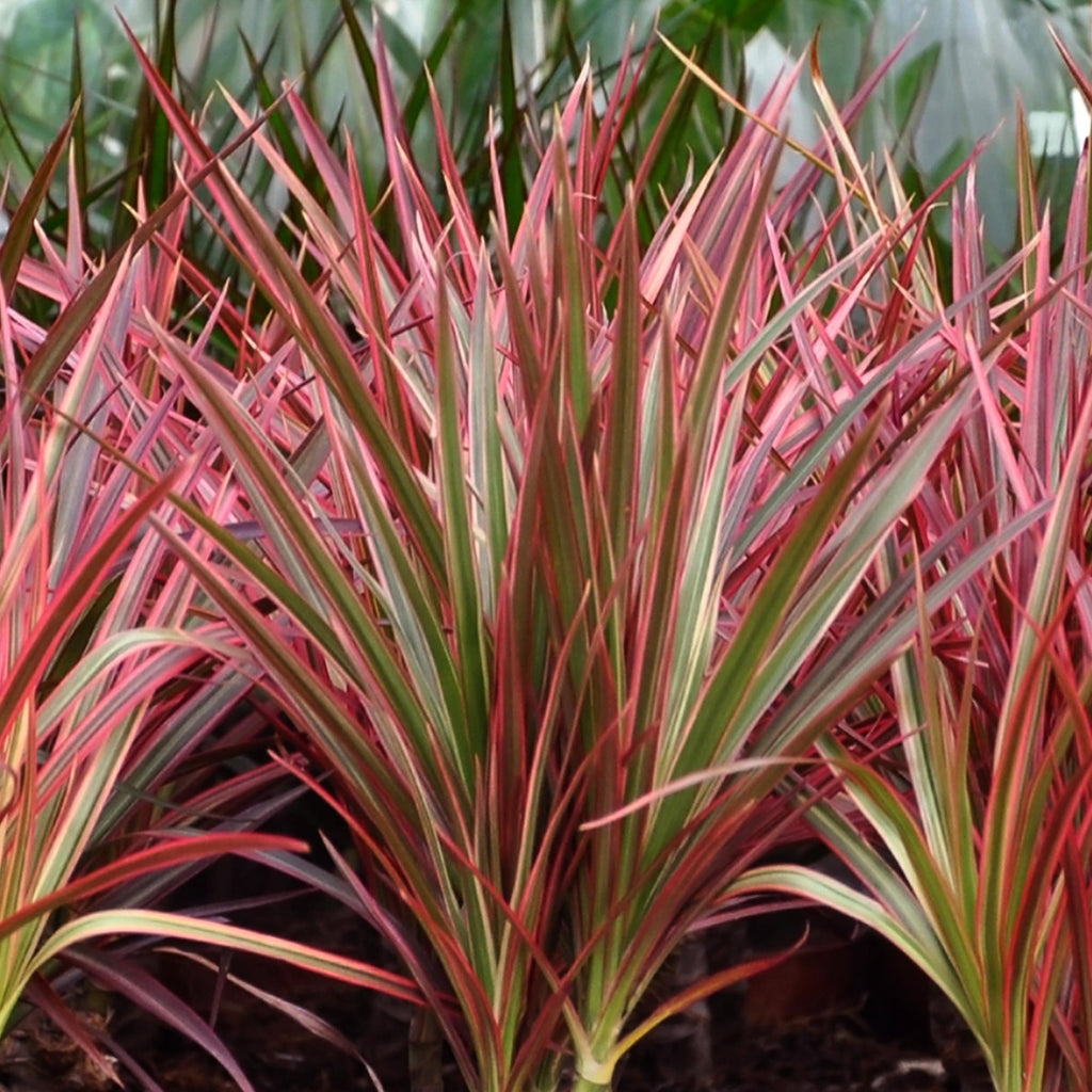 Dracaena Magenta - Drakenbloedboom - Weinig onderhoud - Groen - 1 Plant - Pot 21cm - Hoogte 90-100cm