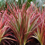 Dracaena Magenta - Drakenbloedboom - Weinig onderhoud - Groen - 1 Plant - Pot 21cm - Hoogte 90-100cm