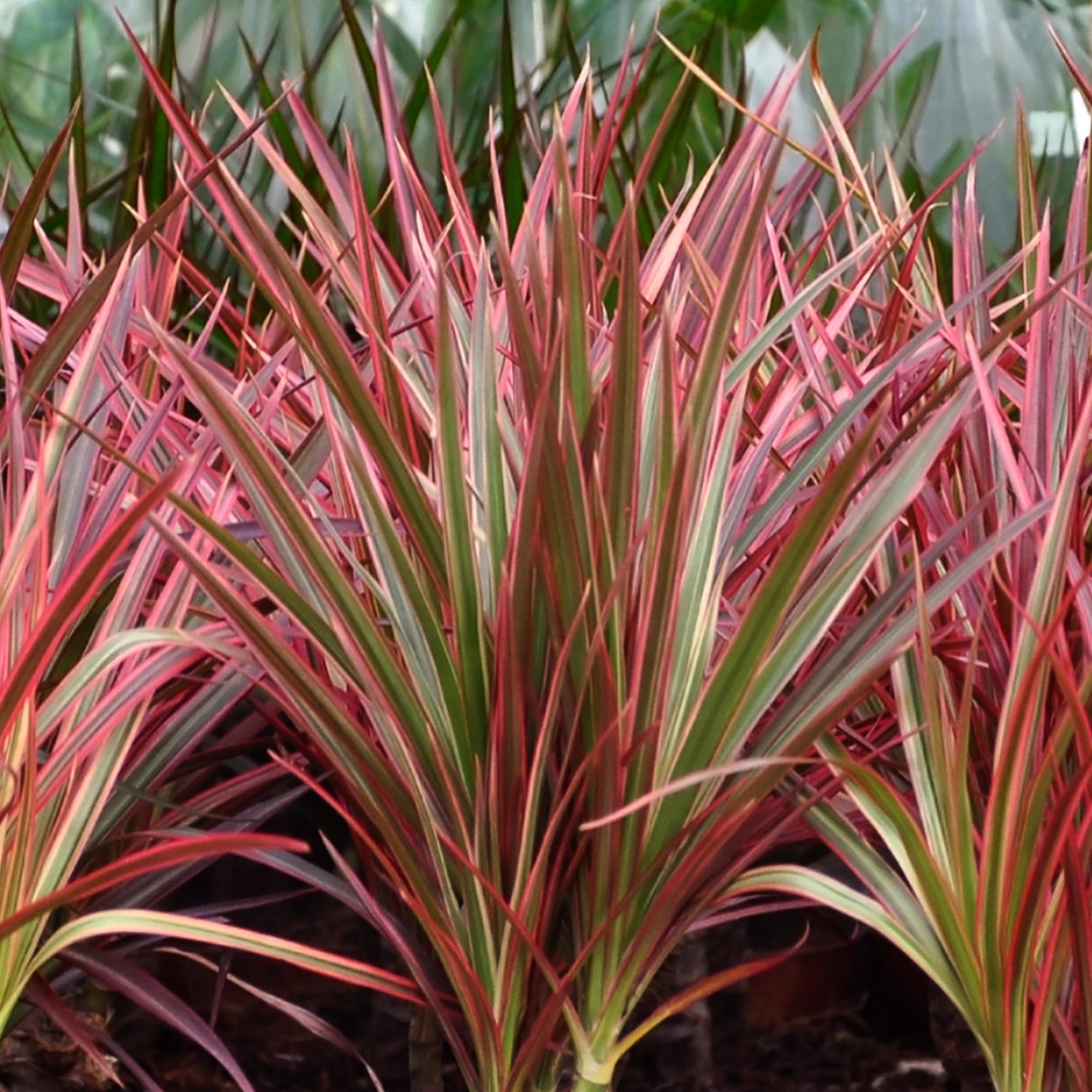 Dracaena Magenta - Drakenbloedboom - Weinig onderhoud - Groen - 1 Plant - Pot 21cm - Hoogte 90-100cm