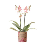 oranje Phalaenopsis orchidee - Spider- potmaat Ø9cm | bloeiende kamerplant - vers van de kweker